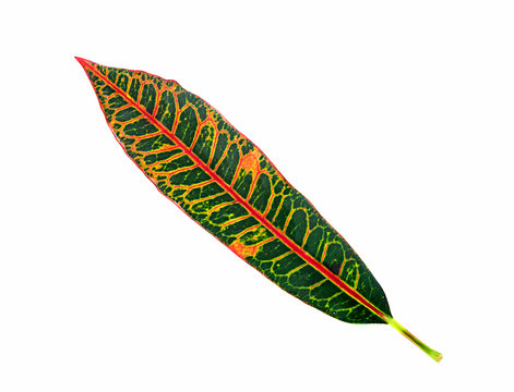 codiaeum variegatum leaf isolated on a white background