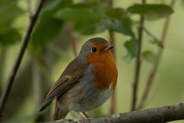 Robin