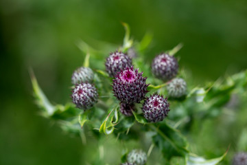 Fields of Connemara, Ireland