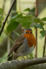 Robin