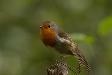 Robin