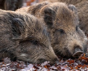 two wild boars in the forest