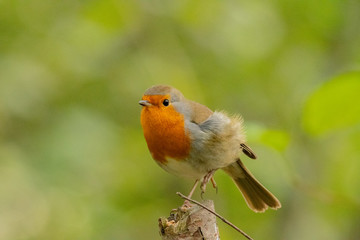 Robin