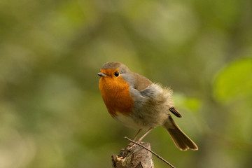 Robin