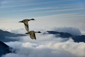 Flying migratory birds (anatidae) in Taiwan.