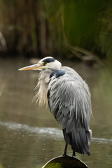 Heron in the canal
