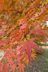 The scenery of autumn leaves in Kyoto,Japan.