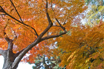 The scenery of autumn leaves in Kyoto,Japan.