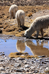 A herd of wild living alpacas grazing on a high elevated plain in the Salinas y Aguada Blanca National Reserve in the Andes of Peru - obrazy, fototapety, plakaty