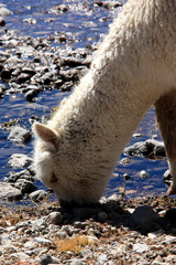 A wild living alpaca grazing on a high elevated plain in the Salinas y Aguada Blanca National Reserve in the Peruvian Andes - obrazy, fototapety, plakaty