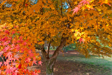 The scenery of autumn leaves in Kyoto,Japan.