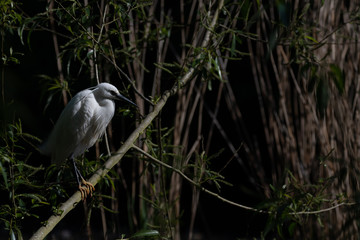Heron in the canal