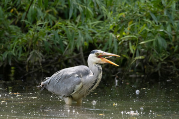 Heron in the canal