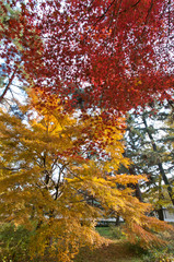 The scenery of autumn leaves in Kyoto,Japan.