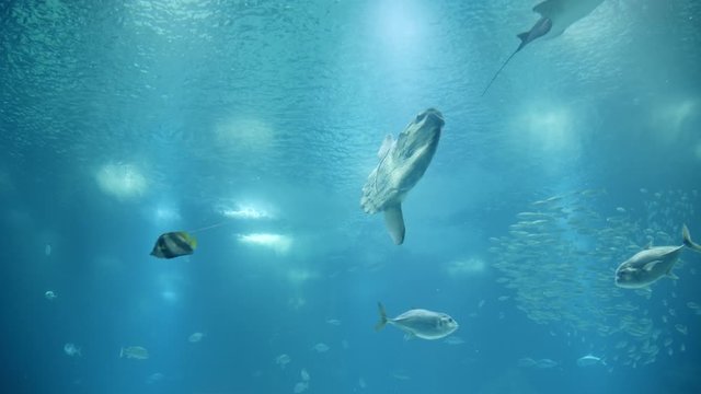 Underwater Shot of Tropical School of Fishes Swimming with Filtering Sun Rays