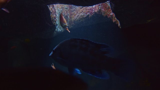 Underwater Closeup Shot of Longspine Snipefish and Ornate Wrasse Fish Swimming in Dark Cave Lighten by Strip of Light.