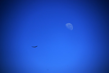 The Half Moon accompanying an Andean Condor soaring high above the Colca Canyon in Peru
