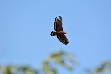 Snake Eagle in flight, in Taiwan