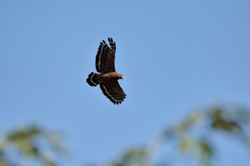 Snake Eagle in flight, in Taiwan