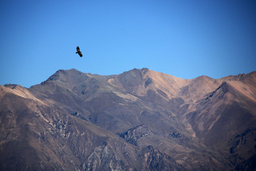 Naklejka na ściany i meble An Andean Condor soaring high above the Colca Canyon in Peru