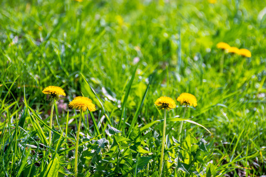 yellow dandelion flowers in the tall green grass. springtime nature background on a sunny day.