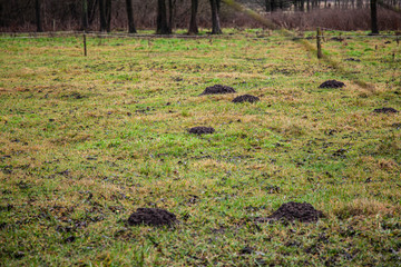 field full of molehills, green grass and sand mounds