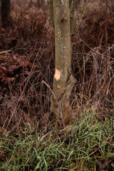 trees cut by beavers, teeth marks on trees