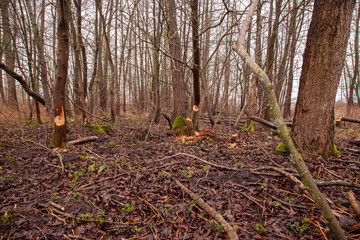 trees cut by beavers, teeth marks on trees