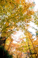 Fototapeta na wymiar The scenery of autumn leaves in Kyoto,Japan.