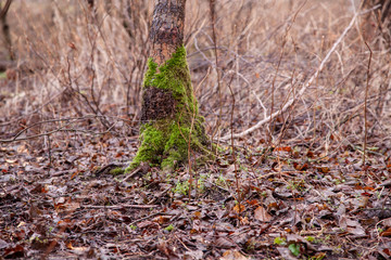 tree overgrown with green moss