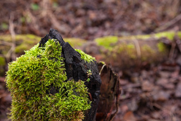 tree overgrown with green moss