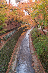 The scenery of autumn leaves in Kyoto,Japan.