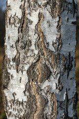 White birch trunk texture closeup