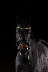 Fototapeta premium Horse whole blood Mecklenburg photographed against a black background with flash low key in portraits of the head.