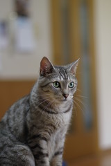 猫と暮らす日々