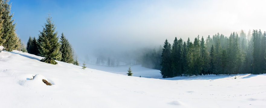 winter landscape at sunrise. spruce forest on a snow covered hill in fog. sunny panorama with blue sky
