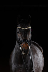 Fototapeta premium Horse whole blood Mecklenburg photographed against a black background with flash low key in portraits of the head.