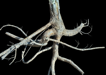Root of medicinal plant aralia (Aralia elata) 6