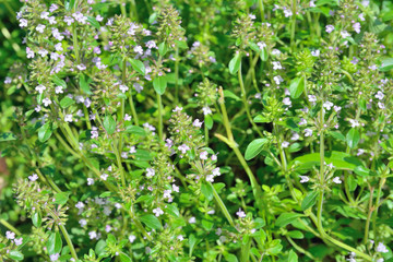 Herb thyme (Thymus komarovii) 9