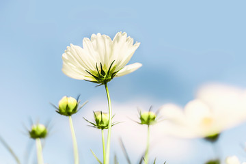 Cosmos flowe and blue sky selective focus background