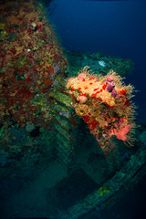 Old stairs in sunken shipwreck full of colorful coral and sponges. Wreck scuba diving