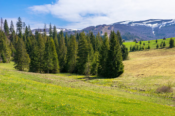 carpathian countryside springtime. coniferous trees on the grass covered rolling hills. mountain with some snow on top in the distance. sunny weather with blue sky and fluffy cloud