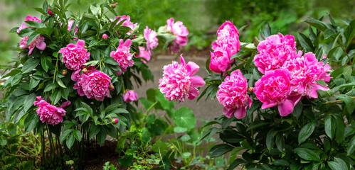 Bushes with lush pink peonies grow on a flower bed. Gorgeous floral background.