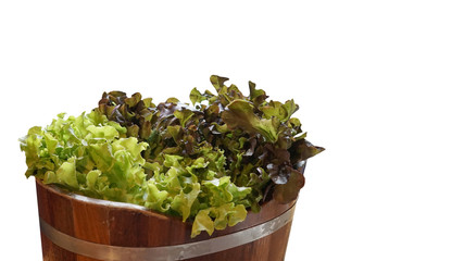 Fresh green lettuce in the wooden bucket isolate