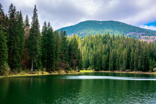 lake among the coniferous forest in mountains. beautiful nature scenery of synevyr national park in dappled light.