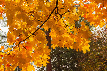 Branch of maple with autumn leaves against forest, background