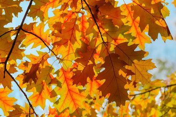 Autumn leaves of red oak against the sky in backlight