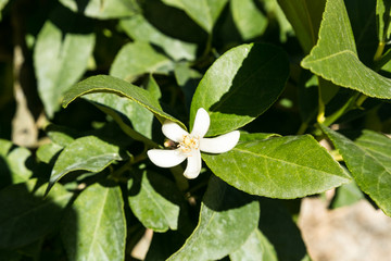Flor del Azahar 
