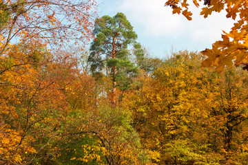 Pine framed with branches of deciduous trees with autumn leaves