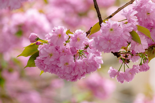 sakura blossom in the garden. beautiful nature scenery in springtime